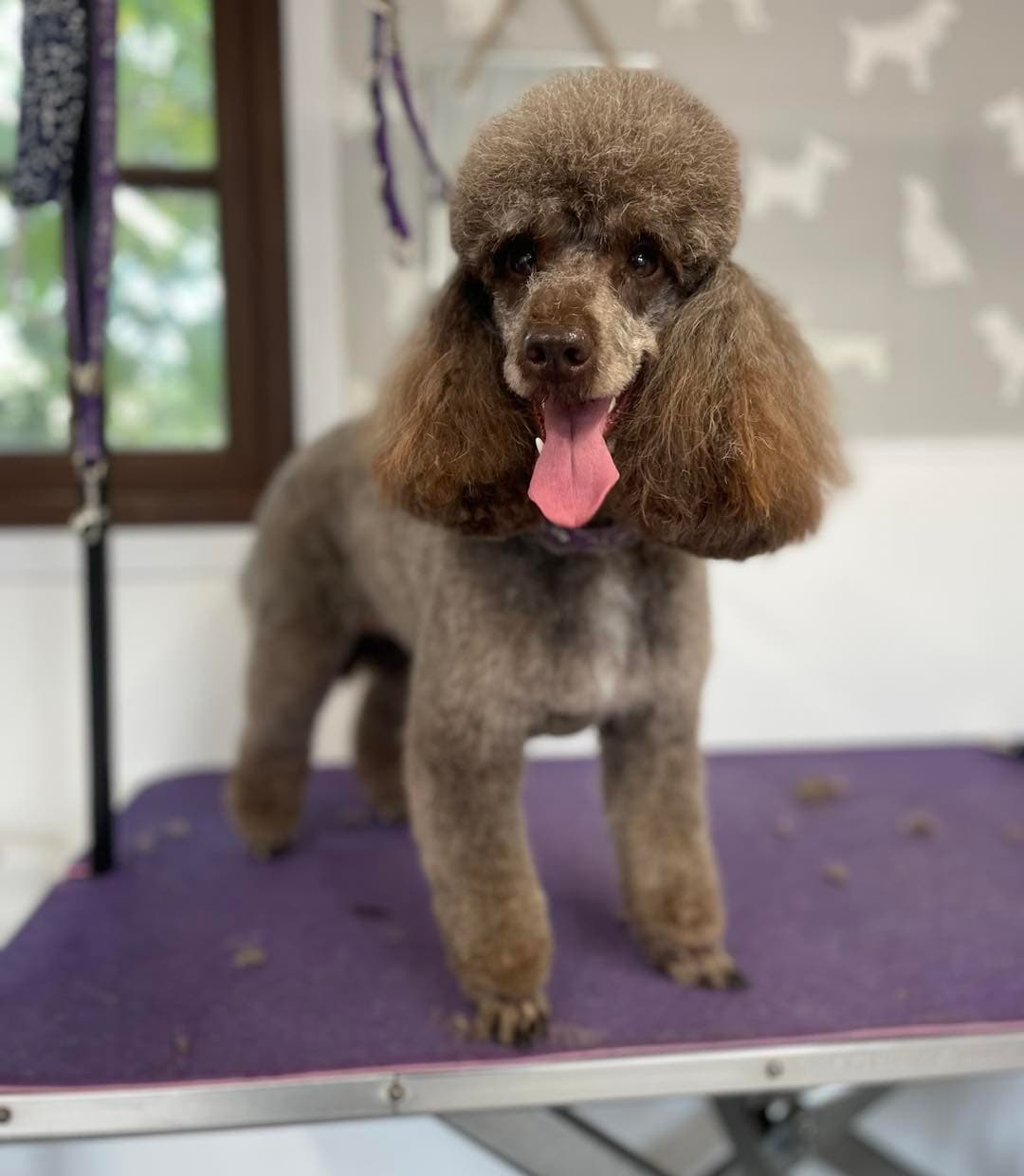 Poodle — Full Groom after grooming