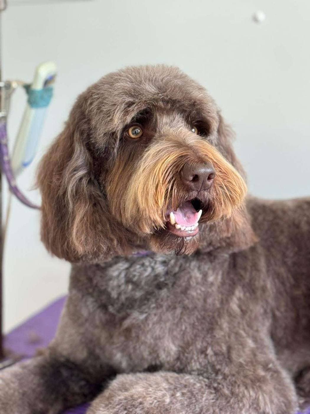 Client dog relaxed and freshly groomed at Dreybury