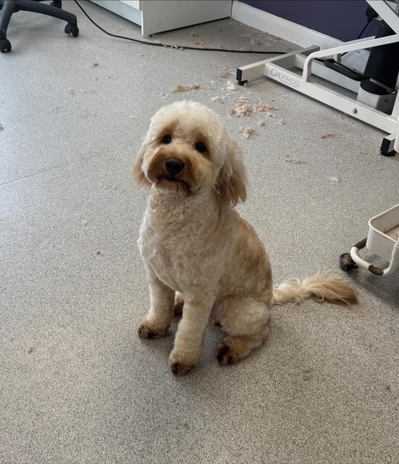 Cockapoo sitting pretty after grooming