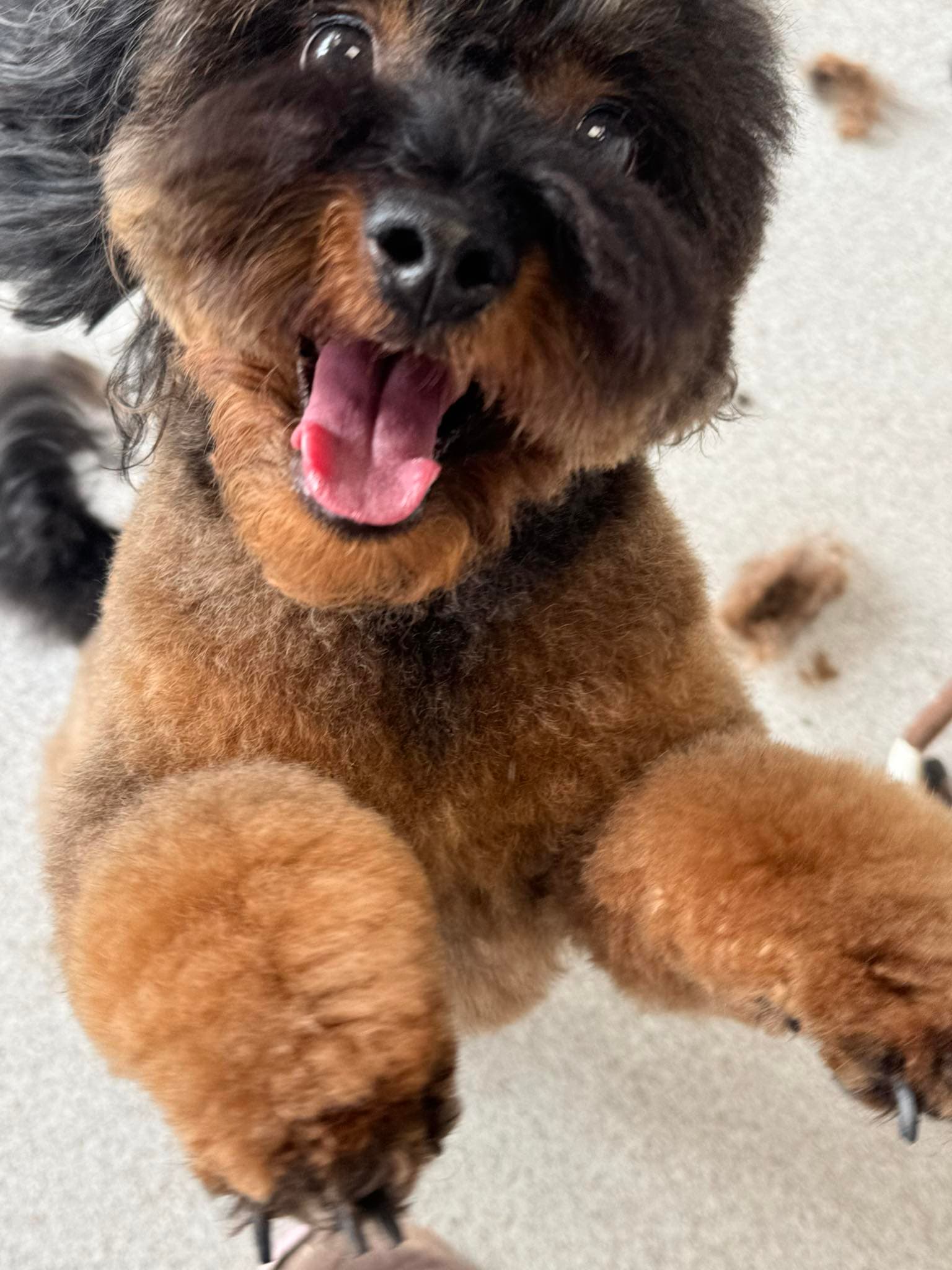 Happy pup smiling after grooming session