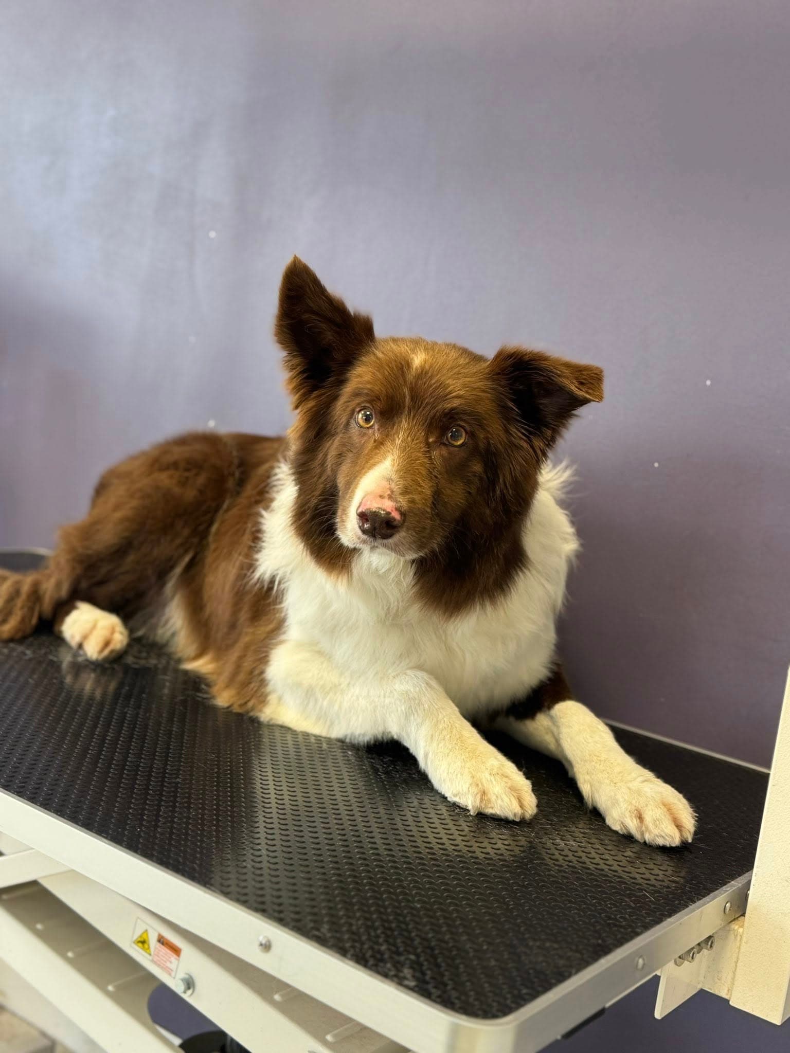 Beautiful Border Collie relaxing on the table