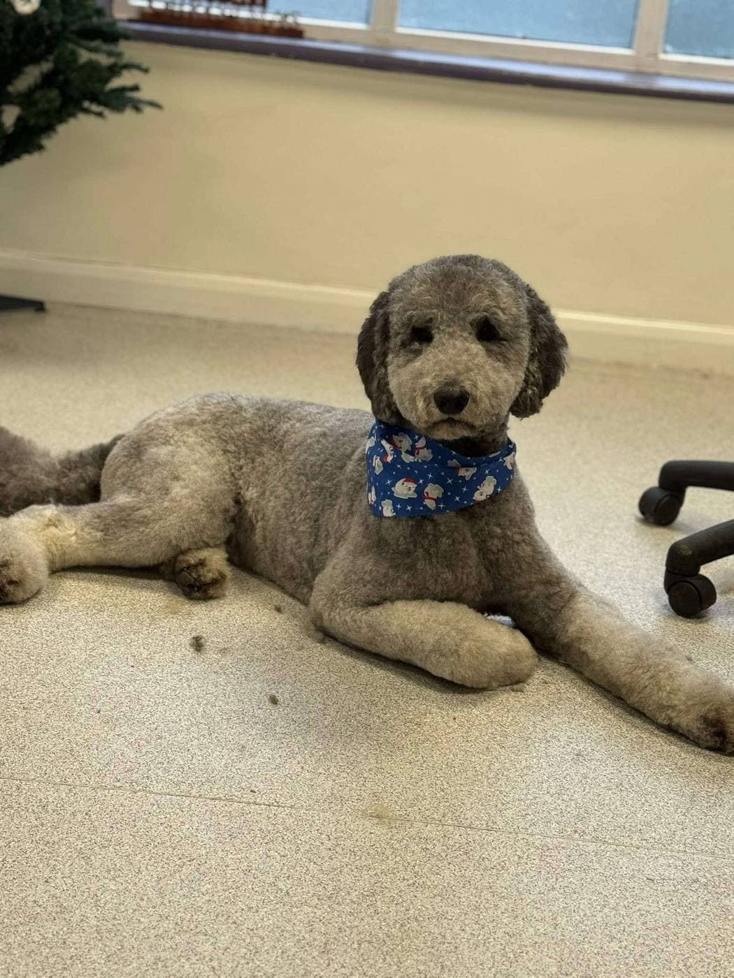 Happy client dog after a groom at Dreybury