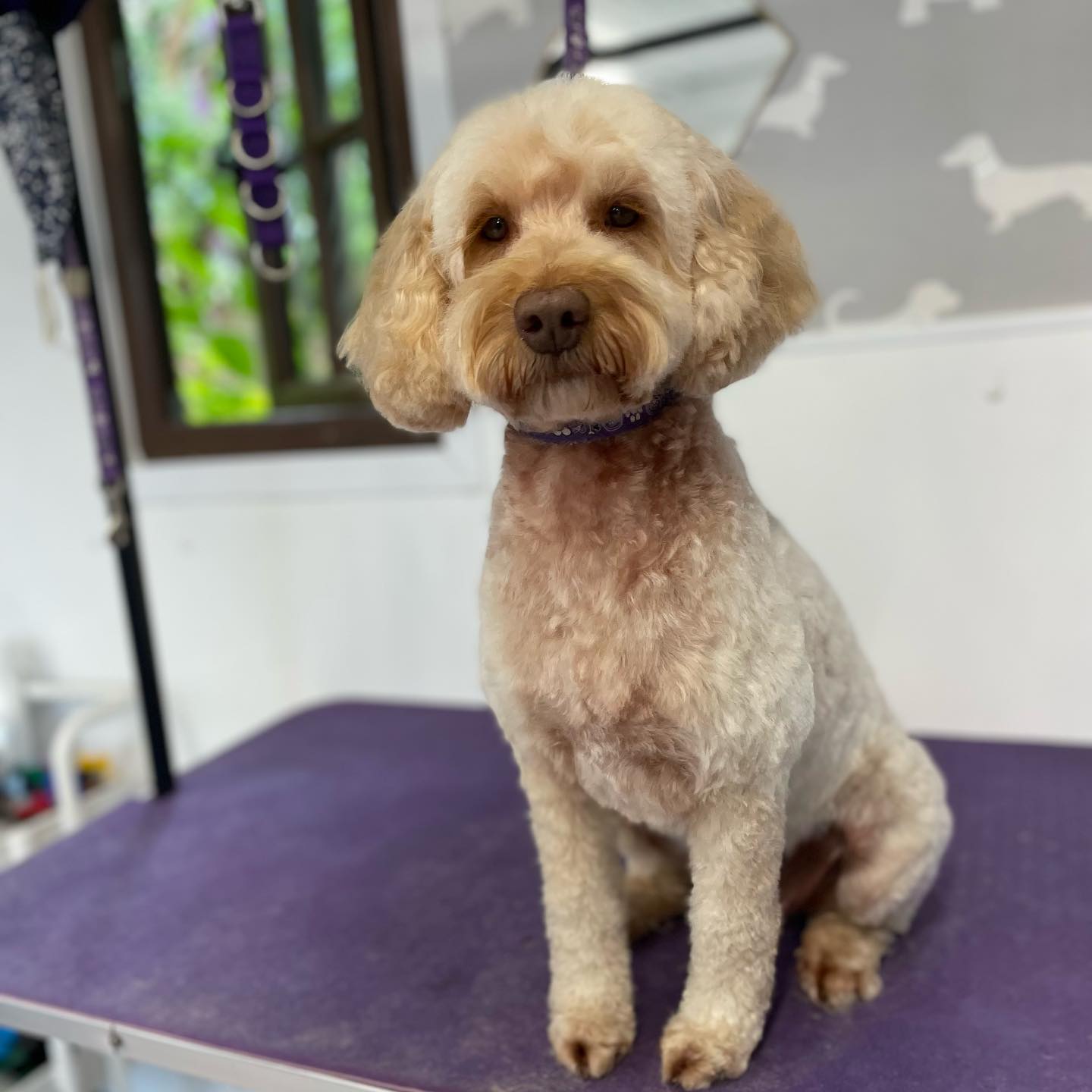 Cockapoo โ Full Groom after grooming