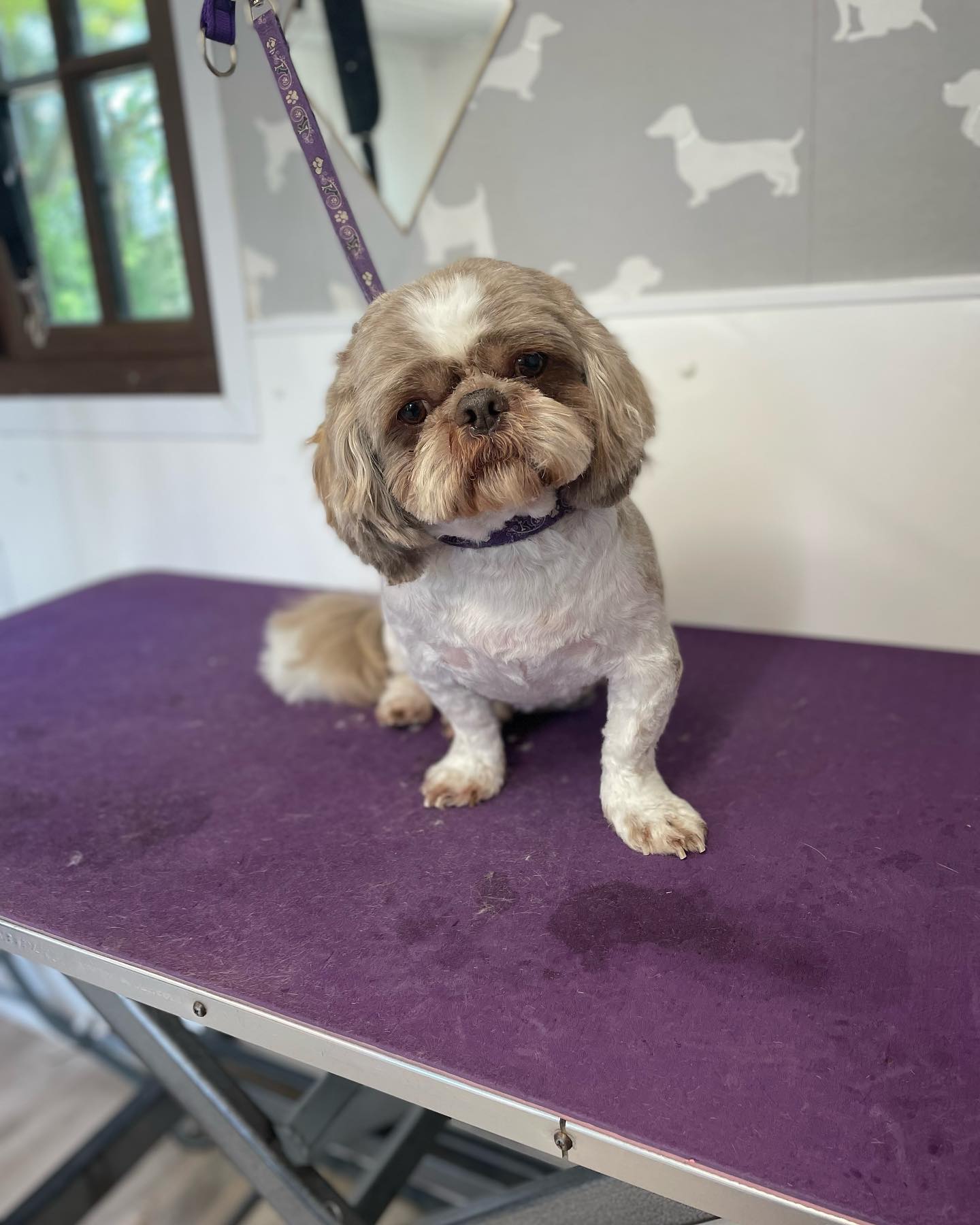 Shih Tzu โ Pet Trim after grooming