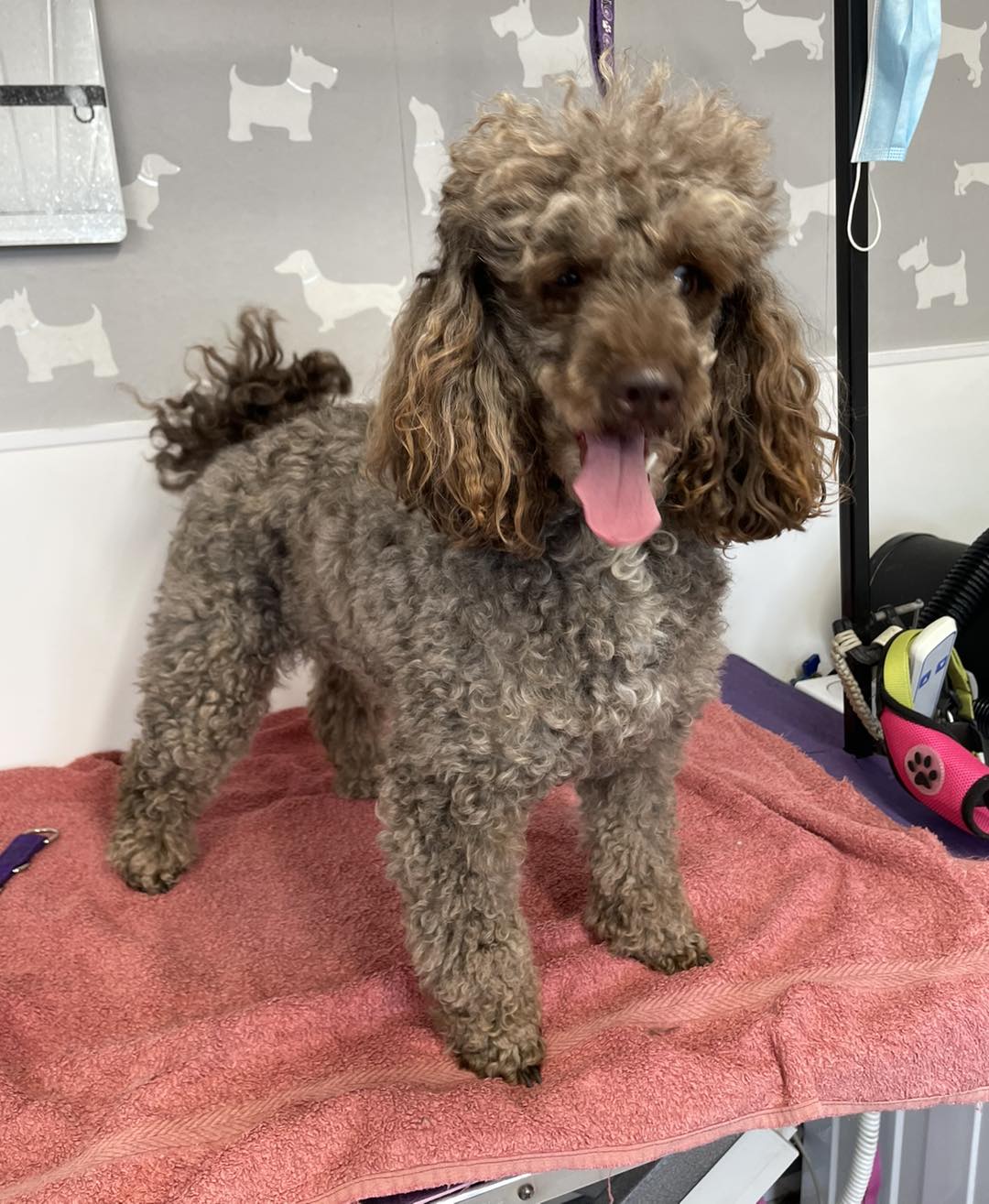 Poodle โ Full Groom before grooming