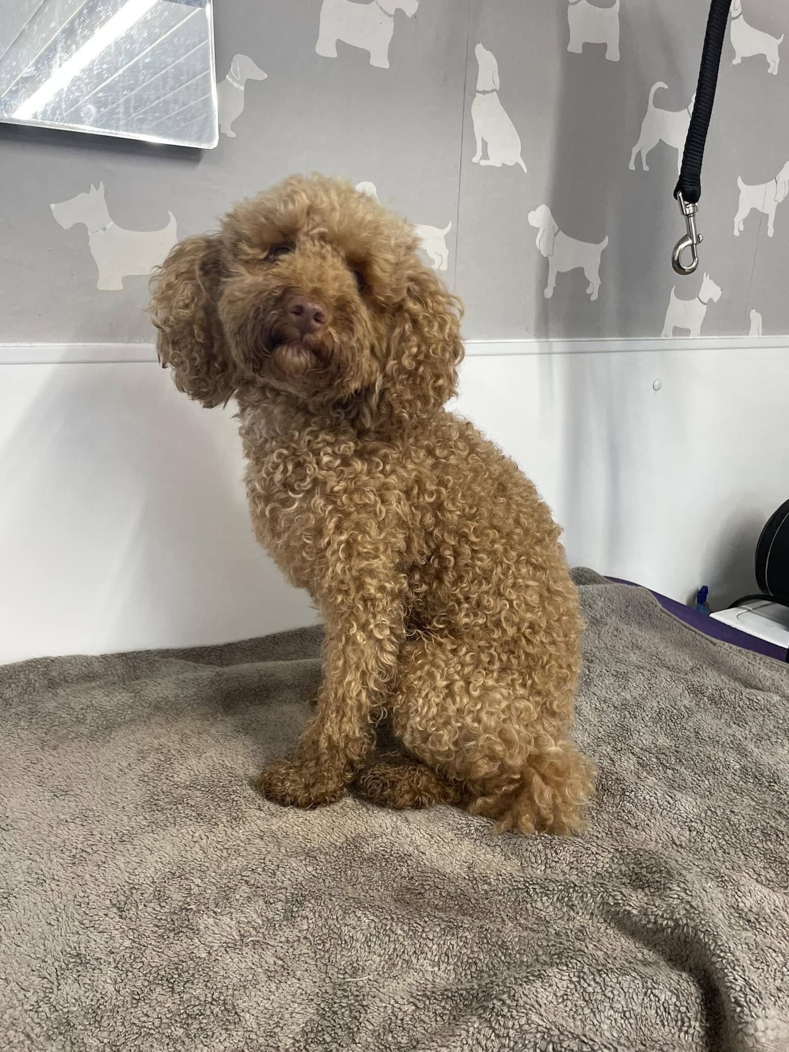 Cockapoo โ Full Groom before grooming